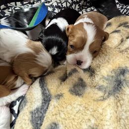Cavalier King Charles Spaniel and Labrador Retriever Puppies from This & That Ranch