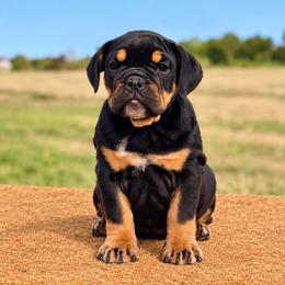Cleo - Black tri-color female Bulldog puppy in Hartshorne, Oklahoma from Jena Edmond