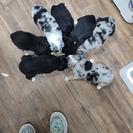 Miniature American Shepherd and Miniature Australian Shepherd Puppies from Patience Creek Mini Aussie