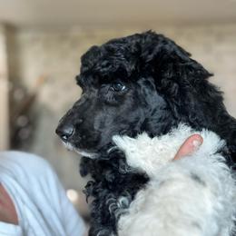 Hammy - Parti male Poodle puppy in Lake Village, Indiana from Kennings Poodles and Company