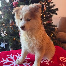 Raccoon - Chocolate male Pomsky puppy in Bucyrus, Missouri from Hill Top Pomskies