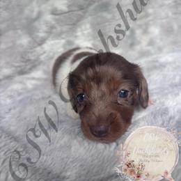 Trixie - Piebald female Dachshund puppy in Lufkin, Texas from CSW Dachshunds