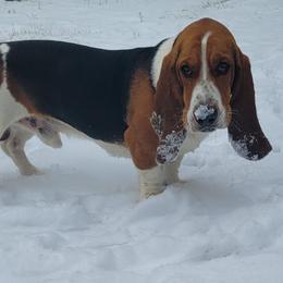Buford - Brown black and white male Basset Hound puppy in Lumberton, Mississippi from Freeman's Floppy Eared Bassets