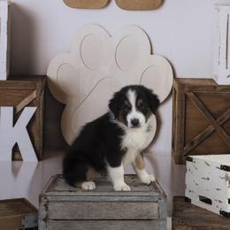 Marco - Black tri-color male Australian Shepherd puppy in Tompkinsville, Kentucky from Wiggle Butt Inn LLC