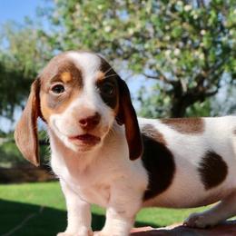 Dachshunds from Rodeo Doxies