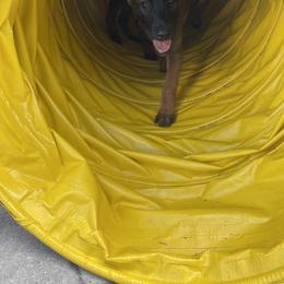 Belgian Malinois Puppies from Klaus K-9 Training LLC