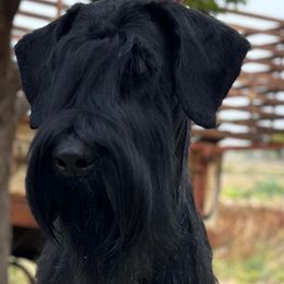 Norton - Giant Schnauzer