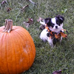 Popsicle - Black and tan female Chihuahua puppy in Gloucester, Virginia from Charlotte's Web of Chihuahuas