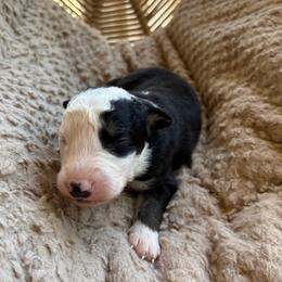 Moo moo - Black tri-color male Australian Shepherd puppy in Grants Pass, Oregon from Carmel Mountain Aussies