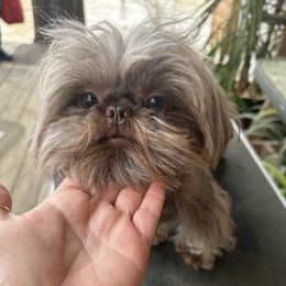 Bergee - Shih Tzu