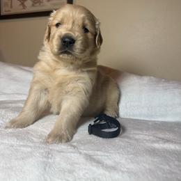 Lincoln - Golden male Golden Retriever puppy in North Pole, Alaska from Mulberry Retrievers