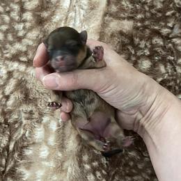 Pretty orange sable - Orange sable female Pomeranian puppy in Kelso, Washington from Highlander Pomeranians