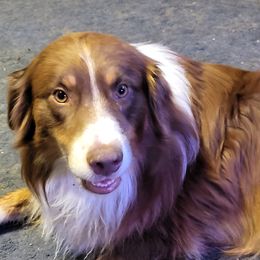 Yogi - Australian Shepherd