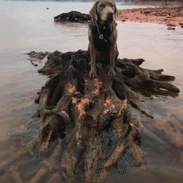 Dilute Retriever All Grown Up from Roaming Lab Farms