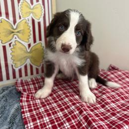 Bow Tie- 'Bo' - White and red male Bordoodle puppy in Valley Center, California from Circle R Valley Bordoodls