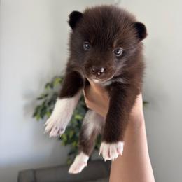 Storm - Chocolate female Pomsky puppy in Goodyear, Arizona from Velvet Pomskies