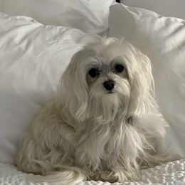 Maltese from Jeri's Little Darlings