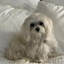 Maltese from Jeri's Little Darlings