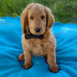 Bernedoodle Puppies from Bruce and Emma Doodles