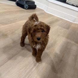 Tammy - Red  female Goldendoodle puppy in Mint Hill, North Carolina from DoodleForever