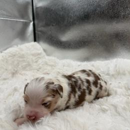Blossom - Red merle female Miniature Australian Shepherd puppy in Greenville, Ohio from Arnold’s Aussies