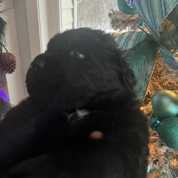 Newfoundland Puppies from Burning Embers Newfoundlands