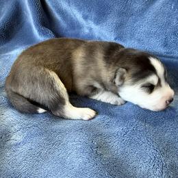 Romeo - Black and white male Pomsky puppy in Winchendon, Massachusetts from Mountain View Pomskies
