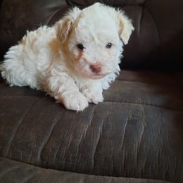 Havanese Puppies from Tracy M. Reed