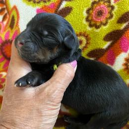 Gale - Black and mahogany female Rottweiler puppy in Crothersville, Indiana from The Solid Rock Kennel