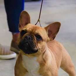MoMo - French Bulldog