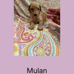 AKC Standard poodle Mulan - Red  female Poodle puppy in Harrisburg, Arkansas from Ransone’s Ridge Runners Poodles and Doodles