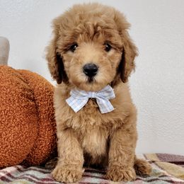 Gizmo - Apricot male Goldendoodle puppy in Temecula, California from Oodles O'Doodles