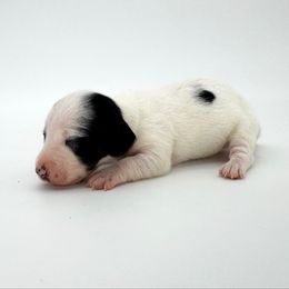 Dottie - Piebald female Dachshund puppy in Waddell, Arizona from Neu Doxies