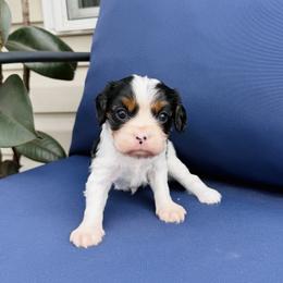 Cavalier King Charles Spaniel Puppies from Haven Farms Cavaliers