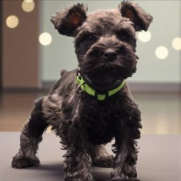 Penelope's Male - Salt and pepper male Miniature Schnauzer puppy in Houston, Texas from Haughton Farm