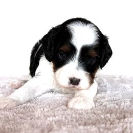 Willie - Tri-color male Cavapoo puppy in Pasco, Washington from Columbia Basin Puppies