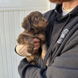Scooby - Red phantom male Aussiedoodle puppy in Rexburg, Idaho from Madeline Wendt