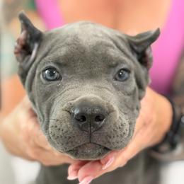 Pink collar female - Gray female Cane Corso puppy in San Tan Valley, Arizona from Lofty Legends