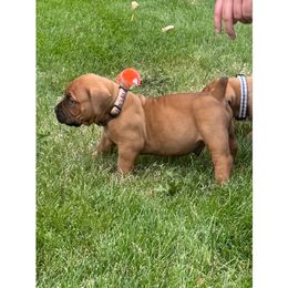 Boy 3 - Boerboel puppy in Blackfoot, Idaho from Rocky Mountain Boerboels
