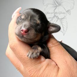 Atlas - Black and cream male Dachshund puppy in Redding, California from Jean & Mae Doxies