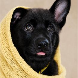 Artemis  (C) - Black female German Shepherd puppy in De Land, Florida from 3B’s Animal Artistry