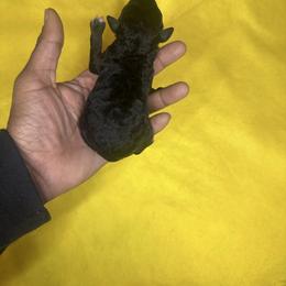 Artemis II (Champion Bloodline AKC) - Black female Poodle puppy in Chattanooga, Tennessee from SoftPaw Kennels