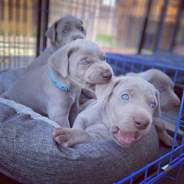 German Shorthaired Pointer and Weimaraner Puppies from SilverBay GunDogs