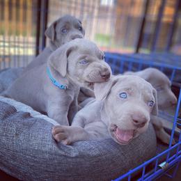 German Shorthaired Pointer and Weimaraner Puppies from SilverBay GunDogs