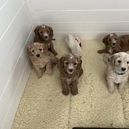 Goldendoodle Puppies from Salty River Doodles
