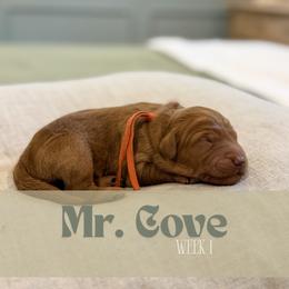 Mr. Cove - Parti male Goldendoodle puppy in Pensacola, Florida from Ruby Pupper Doodles