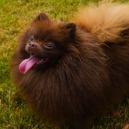 Pomeranians from Perennial Poms, LLC