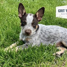 Australian Cattle Dog Puppies from Grit ‘n’ Grace Ranch