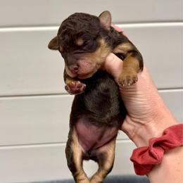 Jolene - Red tri-color female Aussiedoodle puppy in Heber City, Utah from Junipersdoodles