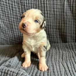 Bandit - Blue merle male Australian Shepherd puppy in Hillsboro, Oregon from A&D Australian Shepherds